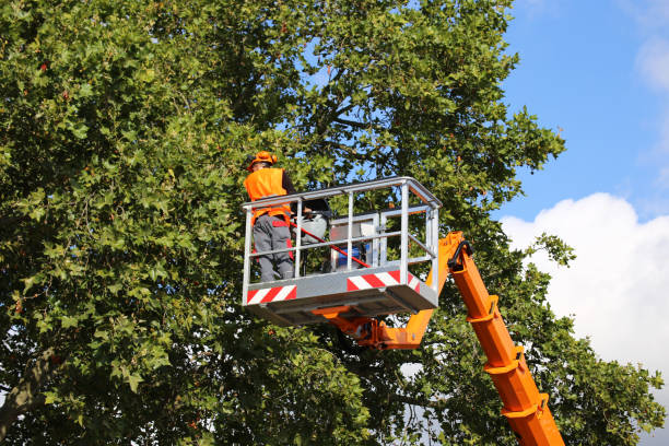 Reliable Robertsville, NJ Tree Removal and Landscaping Services Solutions